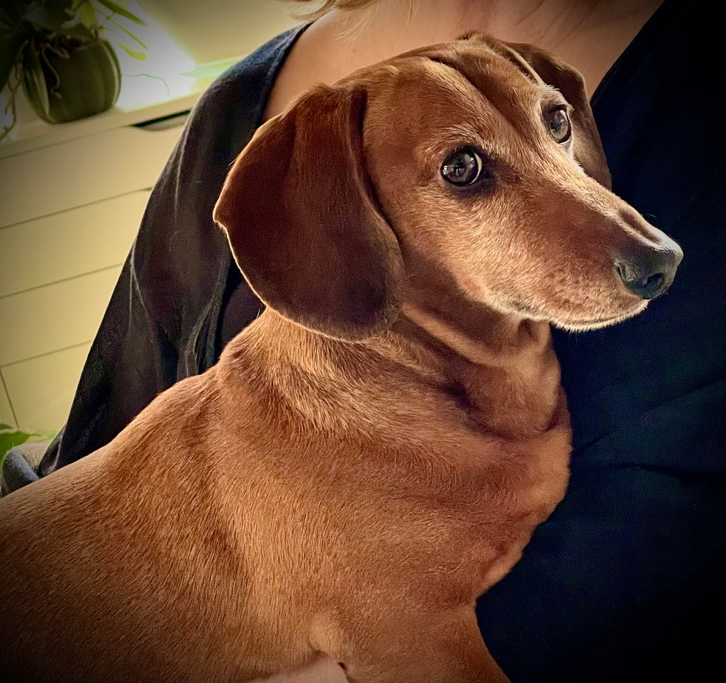 Saying Goodbye to Otto